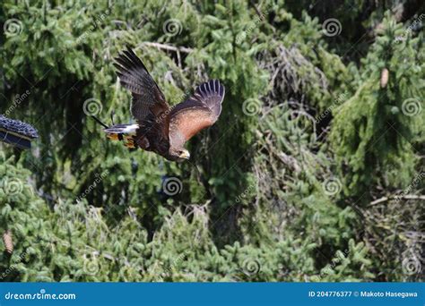 A Picture of a Harris`s Hawk Flying in the Air. BC Stock Image - Image ...