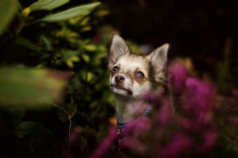 Chihuahua Wallpapers - Top Free Chihuahua Backgrounds - WallpaperAccess