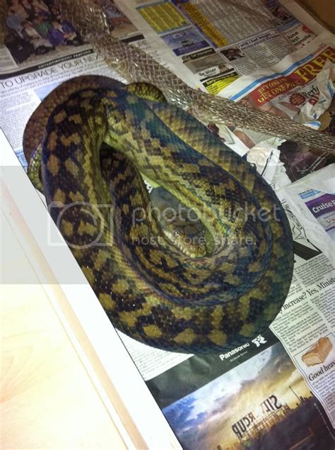 Amethystine Python Thread! | Reptile Forums