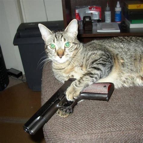 Psbattle Cat Holding A Handgun Rphotoshopbattles