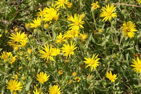 Hairy Golden Aster Heterotheca Villosa Or Chrysopsis Villosa Cheery