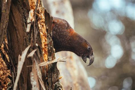 Best Kaka Bird Stock Photos, Pictures & Royalty-Free Images - iStock