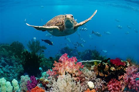 Green Turtle Swimming Over Coral Reef With Soft Corals Sea Turtle