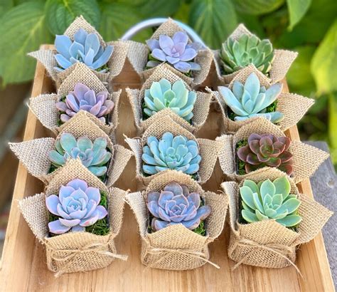 Succulent Baby Shower Favor 1 Plant 2 Bridal Wedding Party Etsy