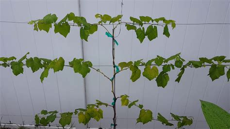 Training Grape Vines On A Wire Youtube