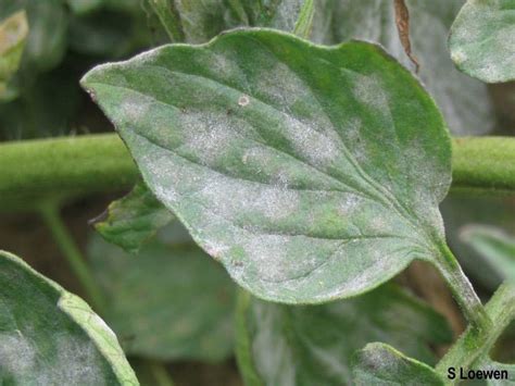 Powdery Mildew Cause Identification Prevention And Treatment