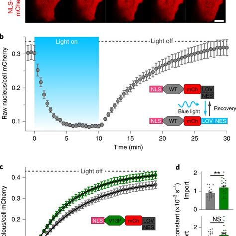 The Mechanical Selectivity Of The Npc Probed With Optogenetic