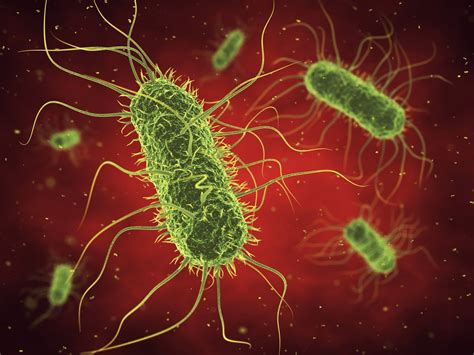 Salmonella Typhi Hemolysin E Protein The Native Antigen Company