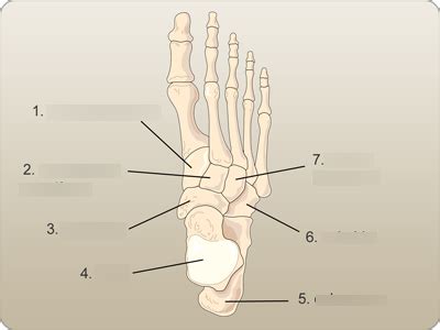 Tarsal Bone Diagram