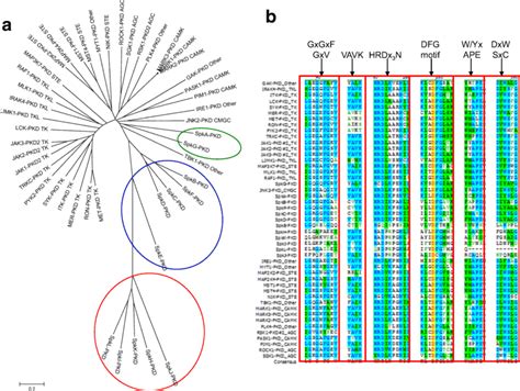 A Phylogenetic Study And A Sequence Alignment Of The Protein Kinase