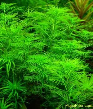 Перистолистник зеленый матогросенсе (Myriophyllum matogrossense 'Green ...