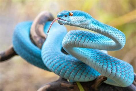 What Snake Has Red Eyes Exploring The Fascinating World Of Snakes GCELT