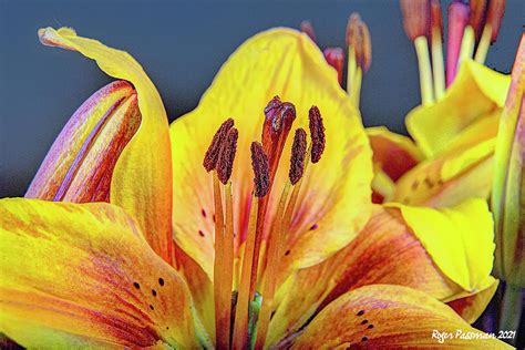 Yellow Tiger Lily Flowers Photograph by Roger Passman - Fine Art America