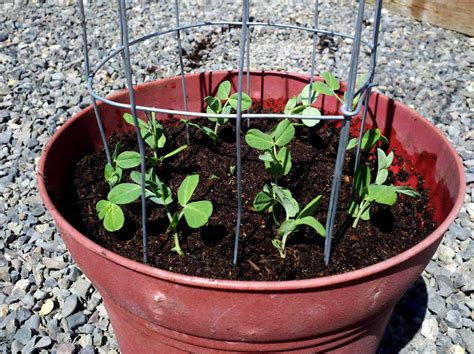 How to Make a Mini DIY Sugar Snap Pea Trellis - Fabulessly Frugal