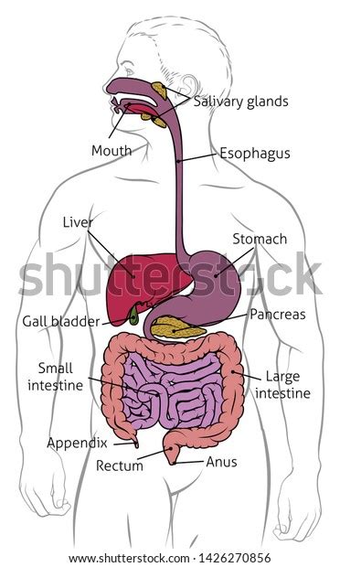 Digestive System Human Anatomy Gut Gastrointestinal Stock Illustration