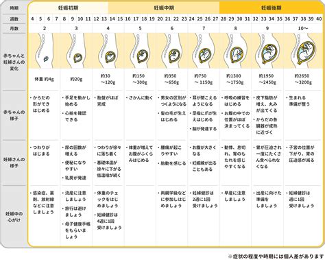 妊婦のからだの変化｜妊娠・出産｜妊娠中の検査に関する情報サイト