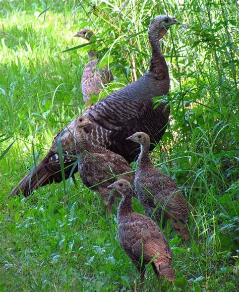 Baby Wild Turkey