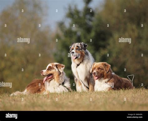 Dog Australian Shepherd Aussie Three Hi Res Stock Photography And