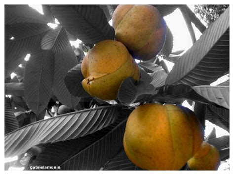 Marmelada De Banana Bananada De Goiaba Goiabada De Marme… Flickr