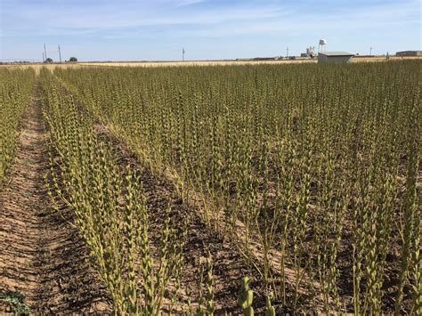 Expanded Sesame Opportunities In Texas Texas Row Crops Newsletter