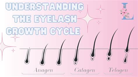 Understanding The Eyelash Growth Cycle The Journey Of Lashes Youtube