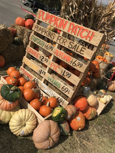 Pumpkin Patch Pallet Sign At Trader Joe S McKinney Texas