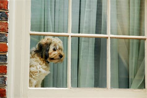 Dejar solo a su perro Cuánto tiempo al día 5 Consejos Blog