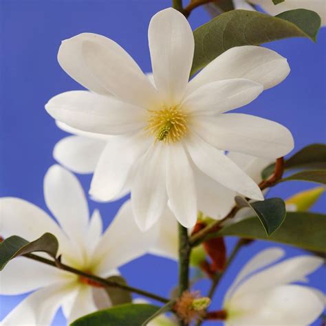 Buy Fairy Magnolia Magnolia Fairy Magnolia White Micjur05 Pbr