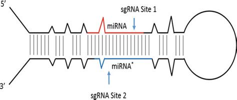 The Primary Microrna Pri Mirna Transcript The Mature Mirna And