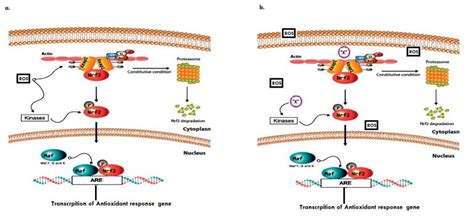 Plant Mediated Modulation Of Reactive Oxygen Species ROS Homeostasis