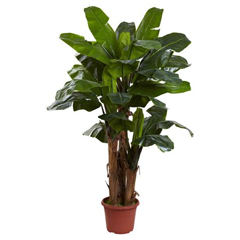 7ft Indooroutdoor Uv Resistant Full Triple Stalk Banana Tree Nearly