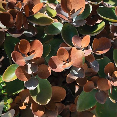 Kalanchoe Orgyalis Copper Spoons Forest Field