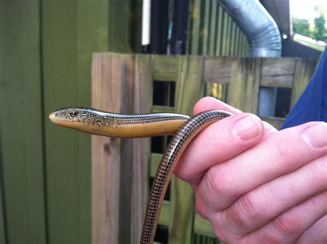 Glass Lizard