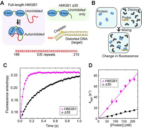 Autoinhibition Of HMGB1 Accelerates The HMGB1 Target Association In The