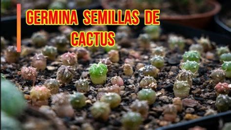 Cómo sembrar semillas de cactus de manera detallada y paso a paso