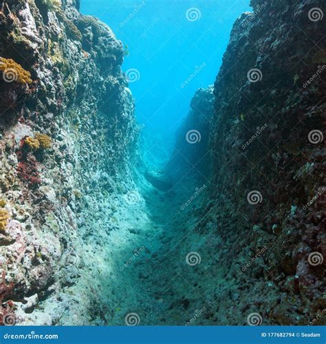 Underwater Narrow Passage Rocky Reef Pacific Ocean Stock Photo Image