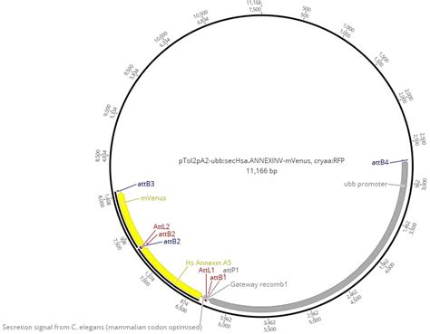 Addgene Ptol Pa Ubb Sechsa Annexinv Mvenus Cryaa Rfp