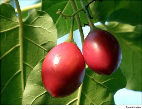 Tomate de árbol, una planta hortícola diferente