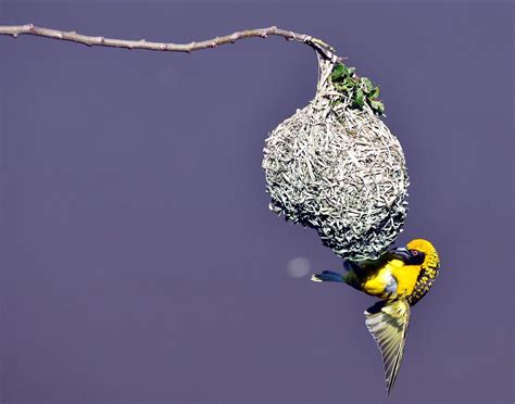 Male Village Weaver Bird Photograph by Kevin Thomas - Fine Art America