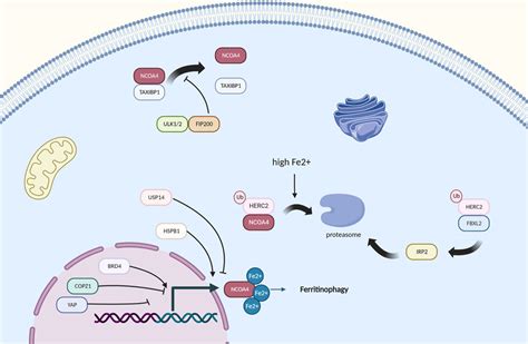 Frontiers Ferritinophagy A Form Of Autophagic Ferroptosis New