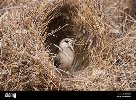 Sociable Weaver Philetairus Socius Repairing Nest Kgalagadi