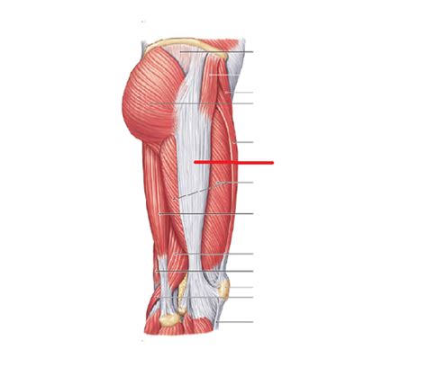 Lower Limb Muscles Flashcards Quizlet