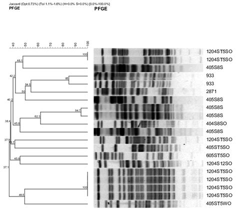 Representative Pfge Fragment Patterns And Dendrogram Analysis Of