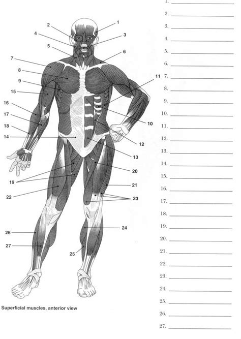 Blank Anatomy Labeling Worksheet