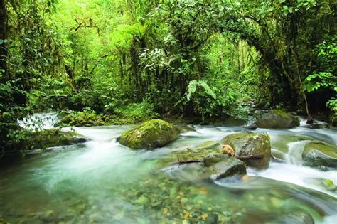 The Difference Between Jungle and Rainforest | Mashpi Lodge