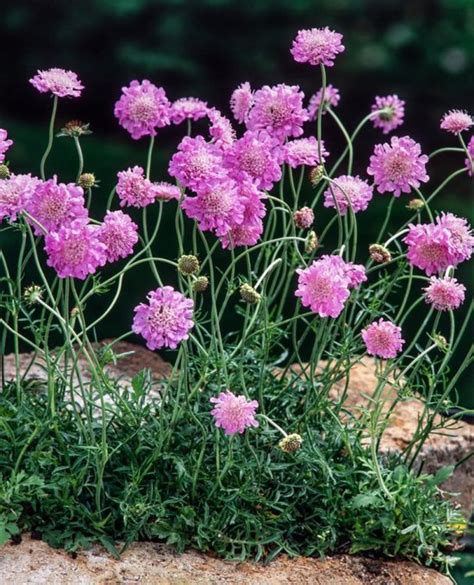 Set Van 3 Duifkervel Scabiosa Columbaria Pink Mist 07 Liter