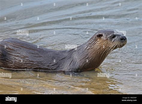 American River Otter Lontra Canadensis Stock Photo Alamy