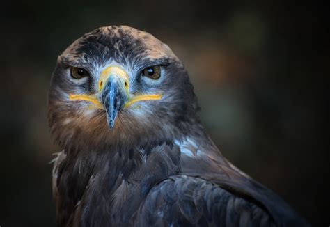 Fotos gratis naturaleza pájaro ala bolígrafo animal mosca fauna