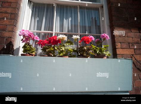 window boxes with geraniums Stock Photo - Alamy