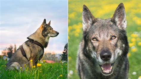 wolfdog  wolf     difference   hybrid